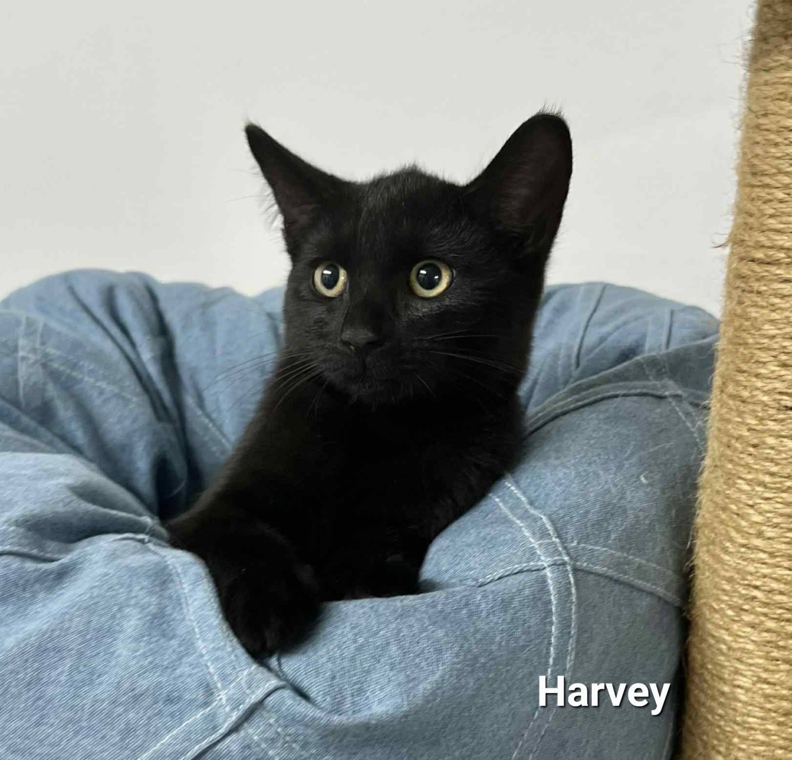 Harvey kitten Harvey kitten